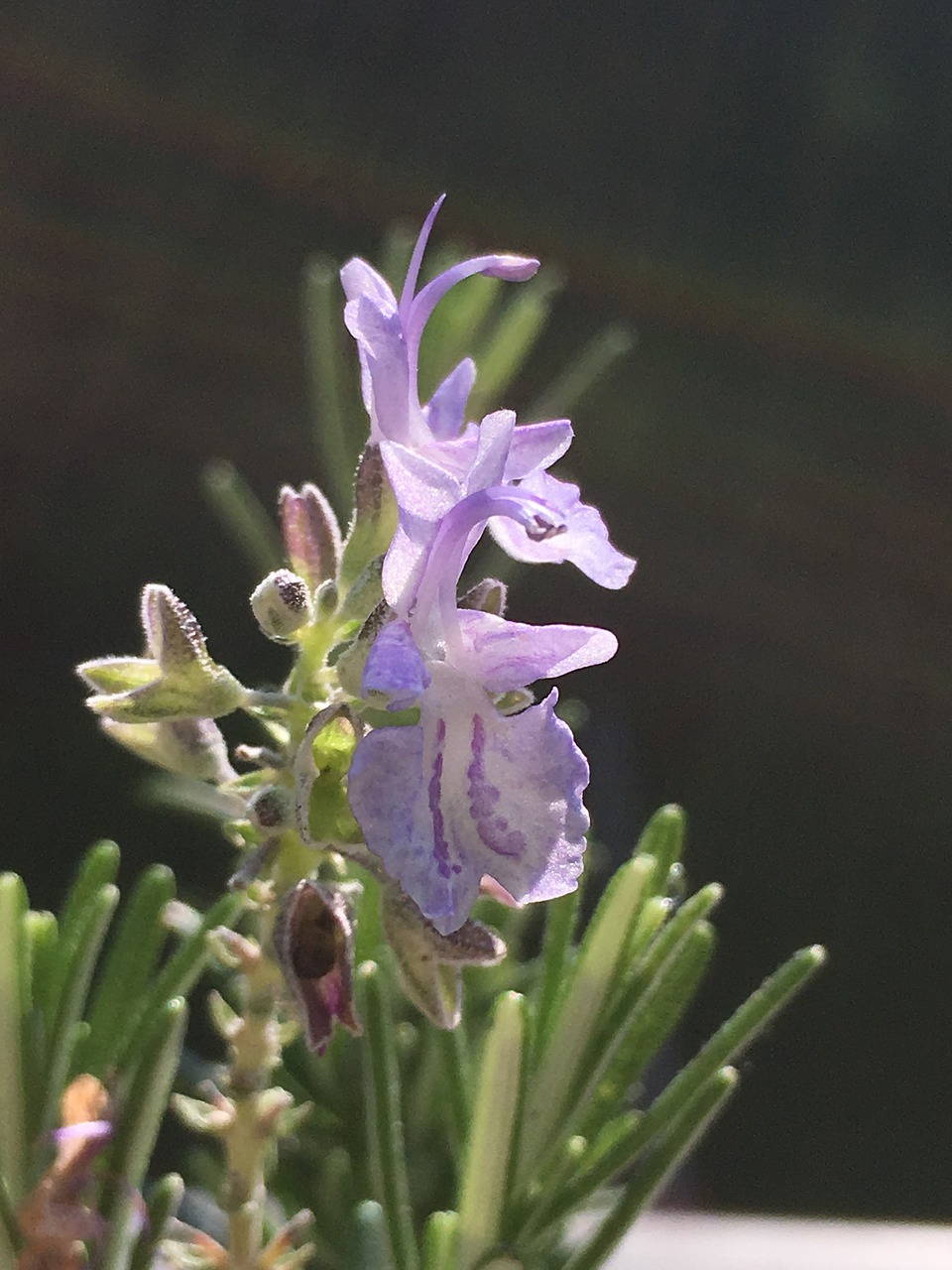 flower  nature  plant free photo