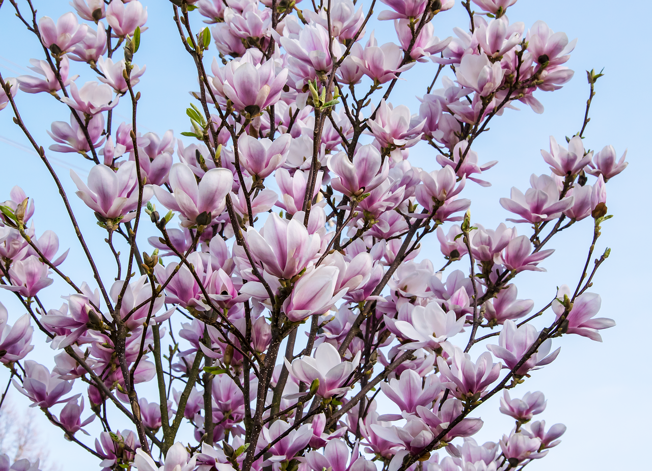 flower  plant  nature free photo