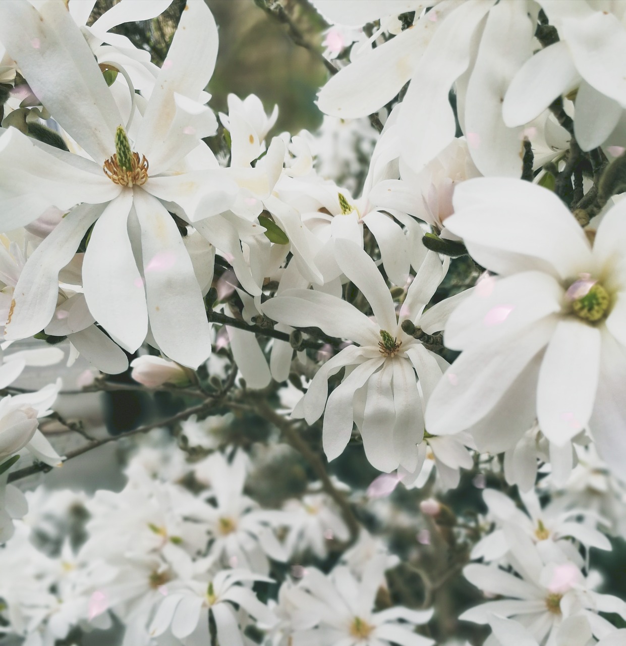 flower  plant  nature free photo