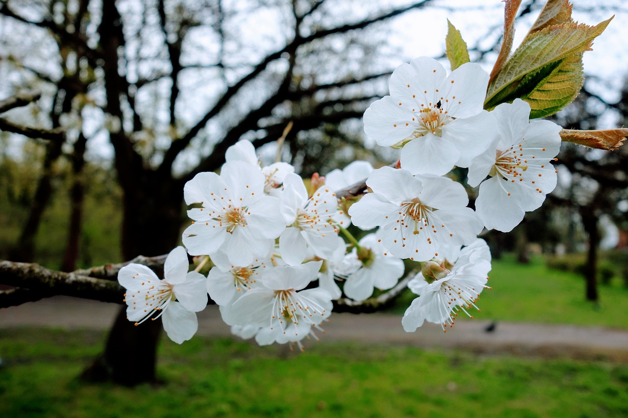 flower  tree  plant free photo