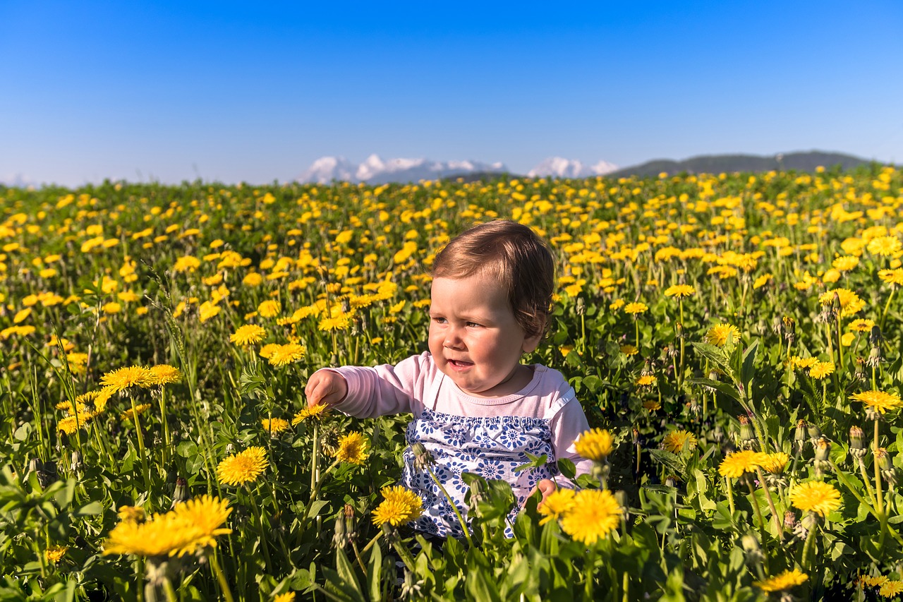 flower  nature  field free photo