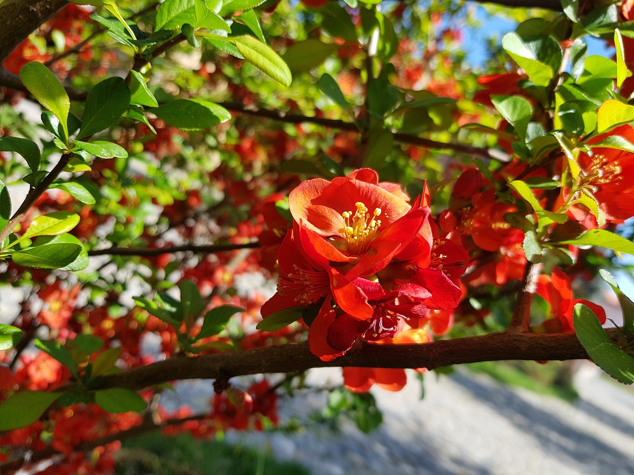 flower  nature  plant free photo