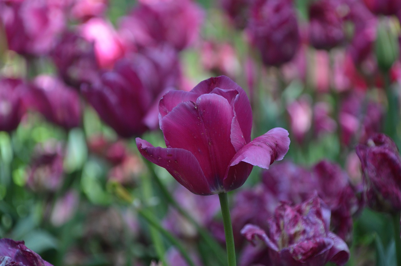 flower  garden  plant free photo