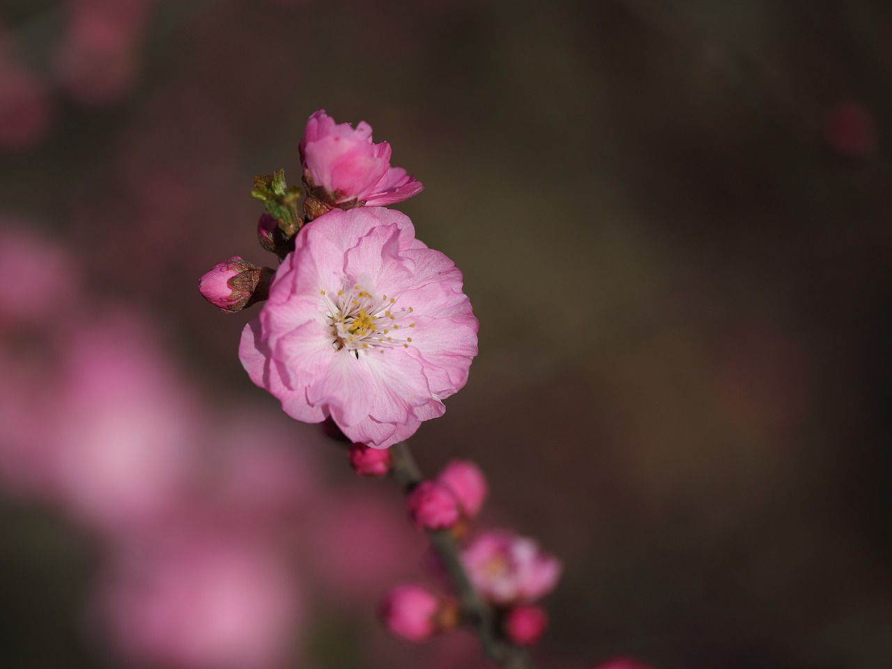 flower  nature  plant free photo