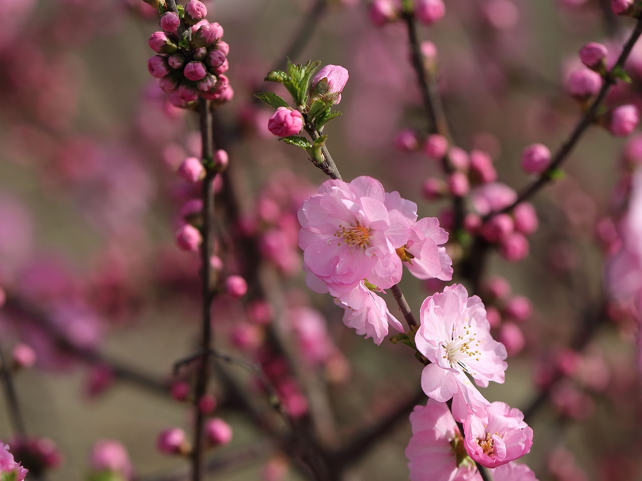 flower  branch  cherry wood free photo