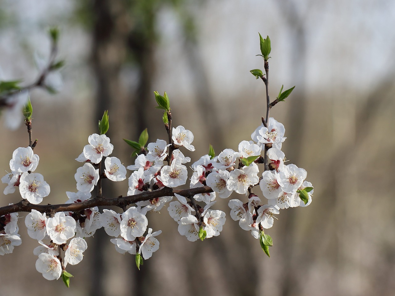 flower  tree  branch free photo