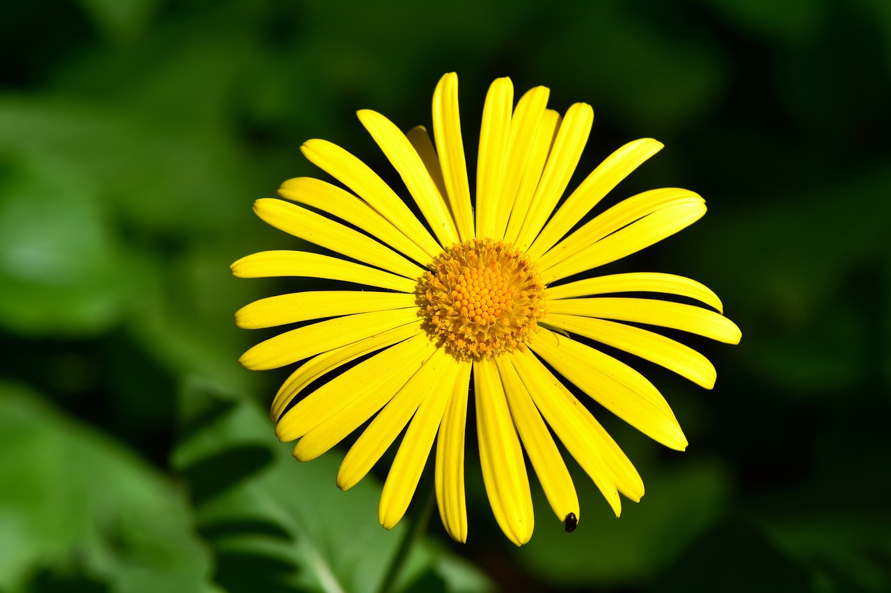 flower  balkan-gemswurz  doronicum orientale free photo