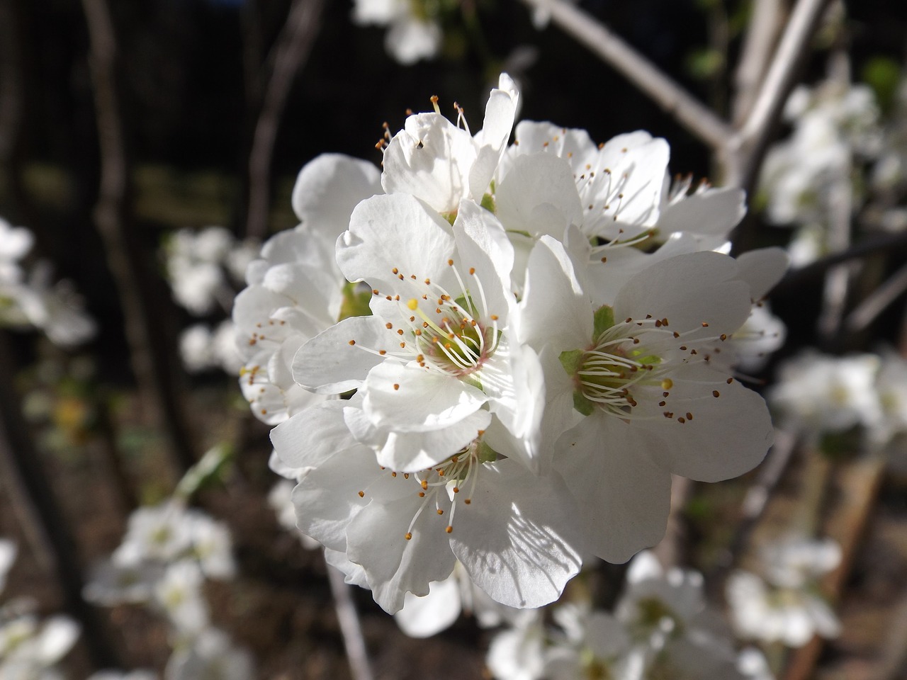 flower  tree  cherry free photo