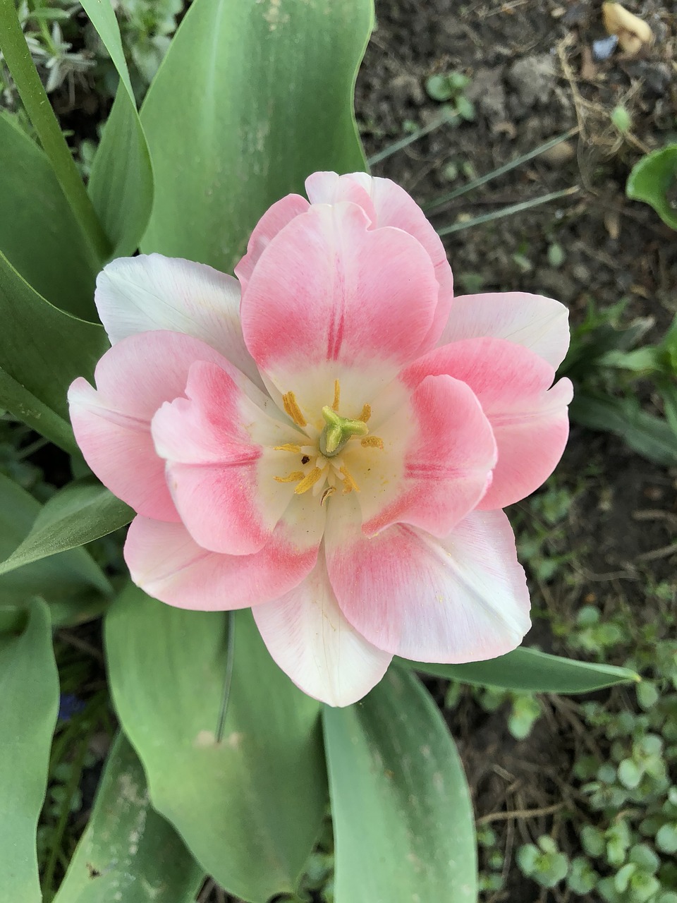 flower  plant  nature free photo