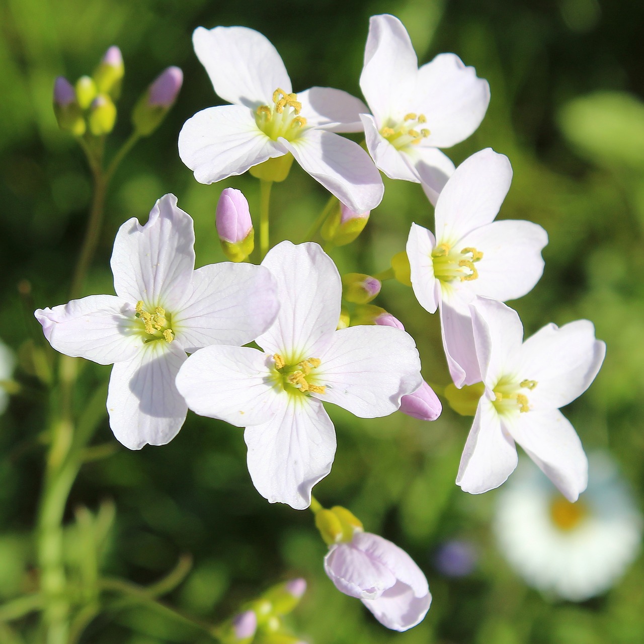 flower  nature  plant free photo