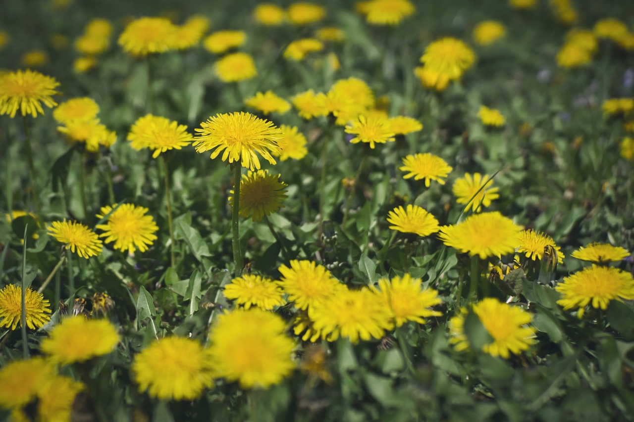 flower  nature  plant free photo