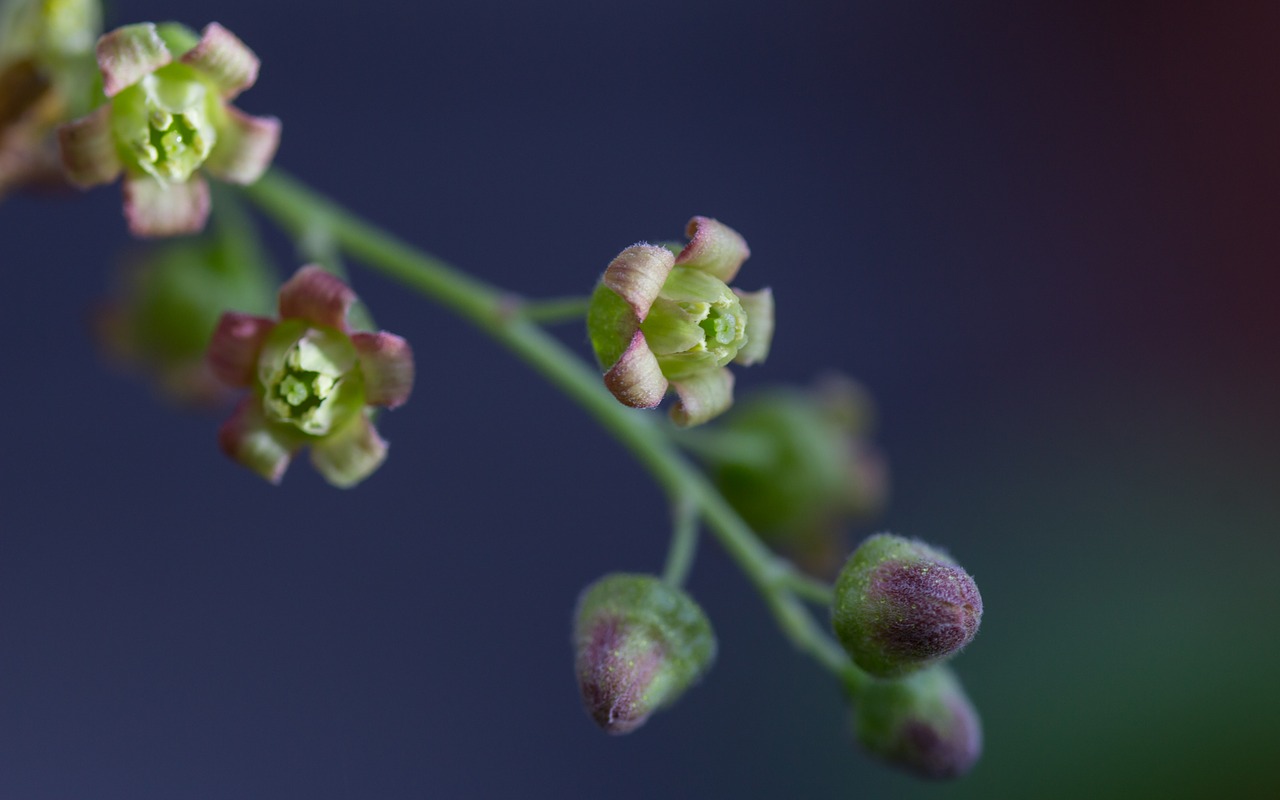 flower  nature  garden free photo