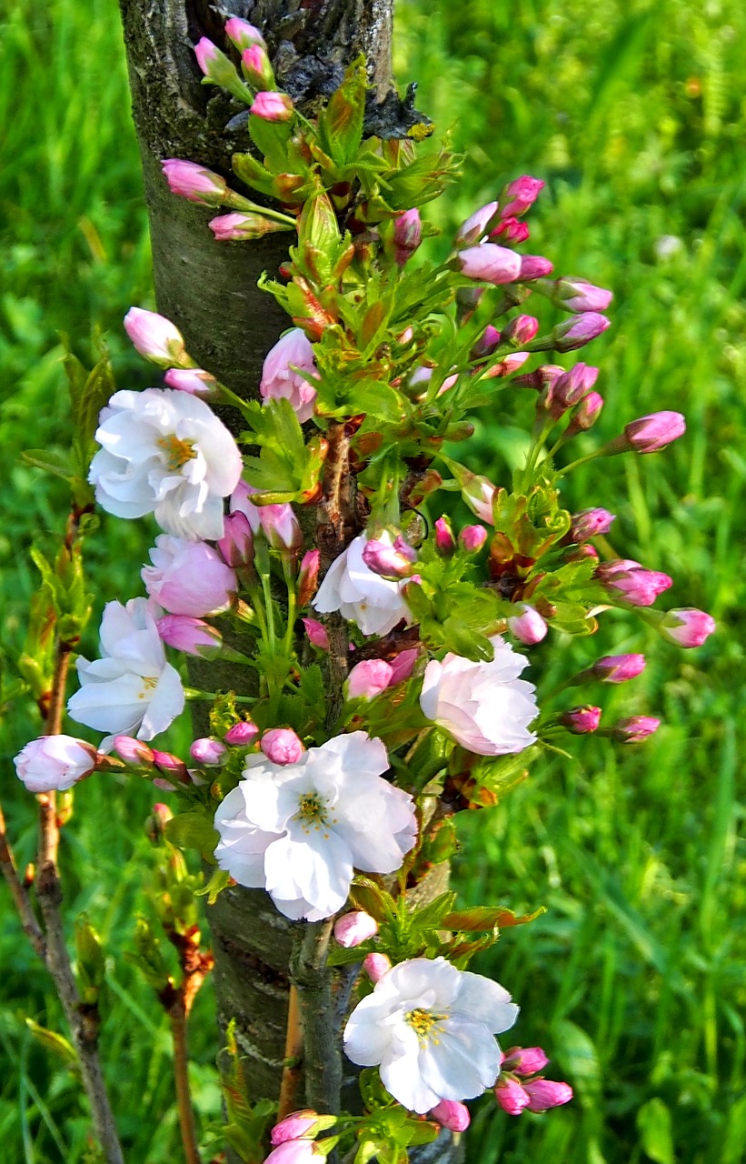 flower  nature  plant free photo