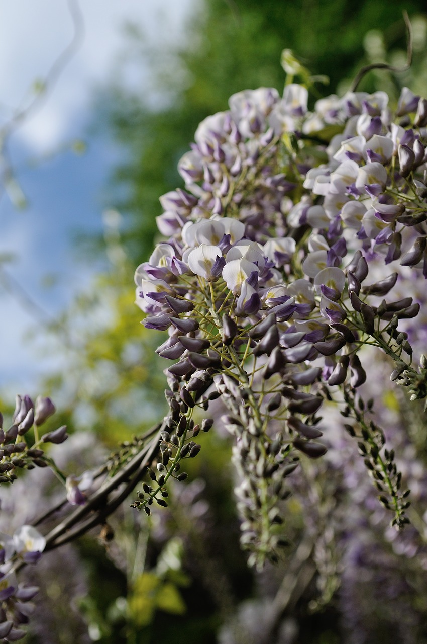 flower  nature  plant free photo