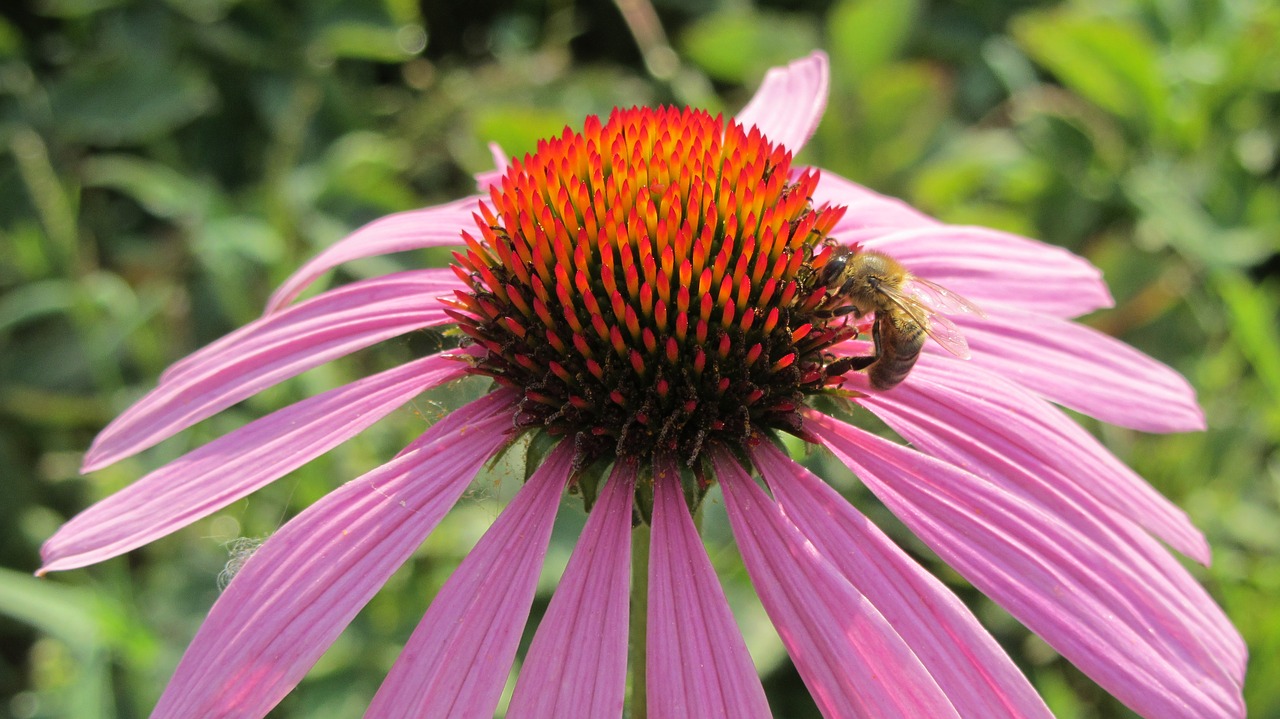 flower  bee  nature free photo