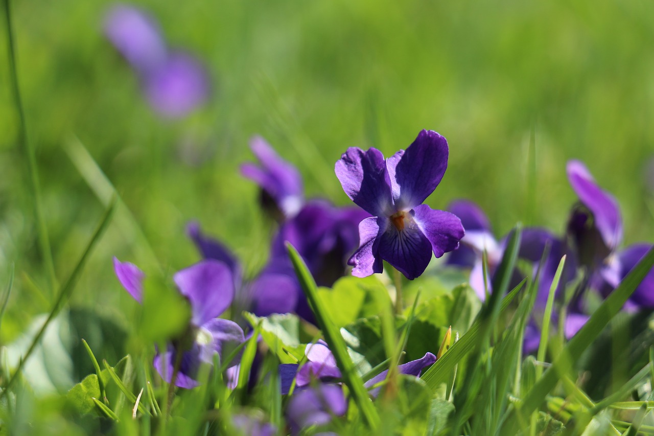 flower  violet  purple free photo