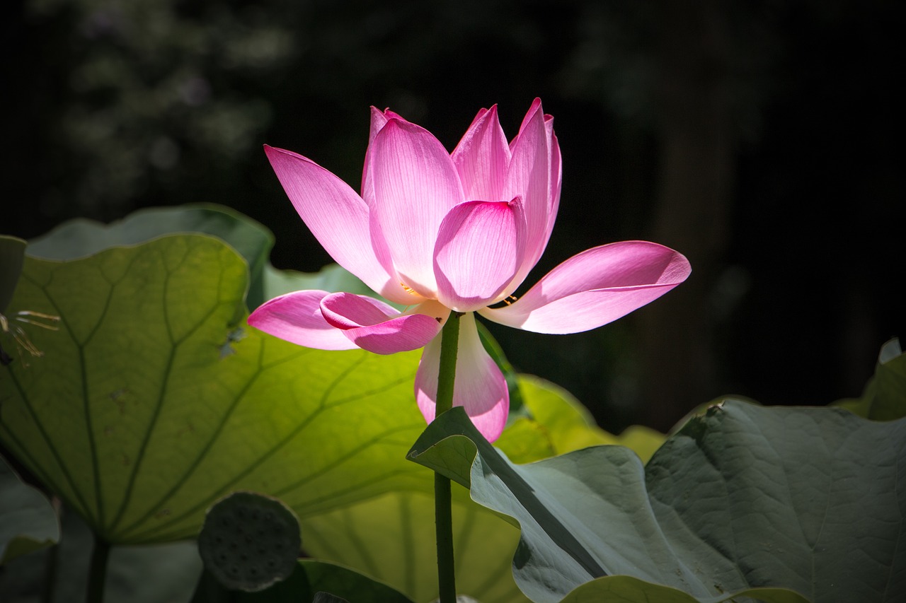 flower  plant  lotus free photo