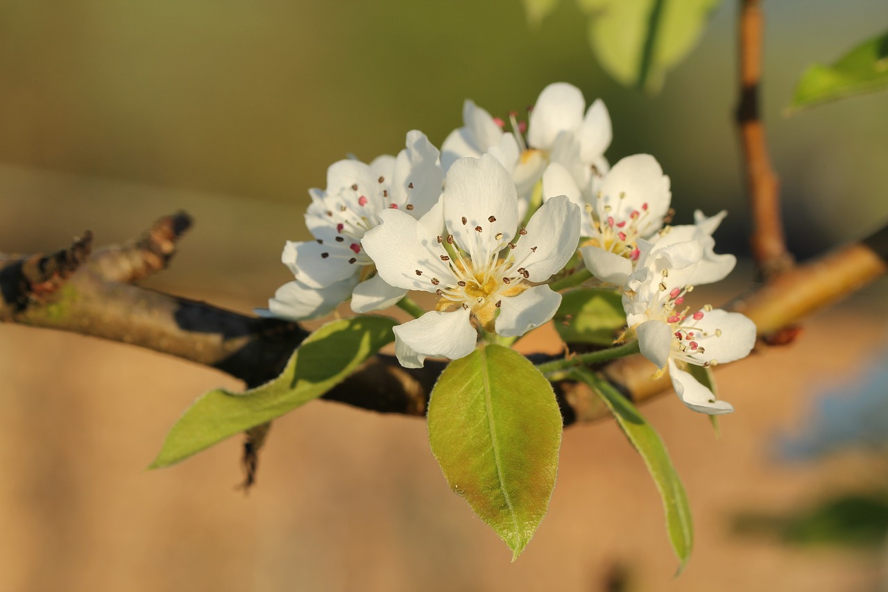 flower  nature  plant free photo