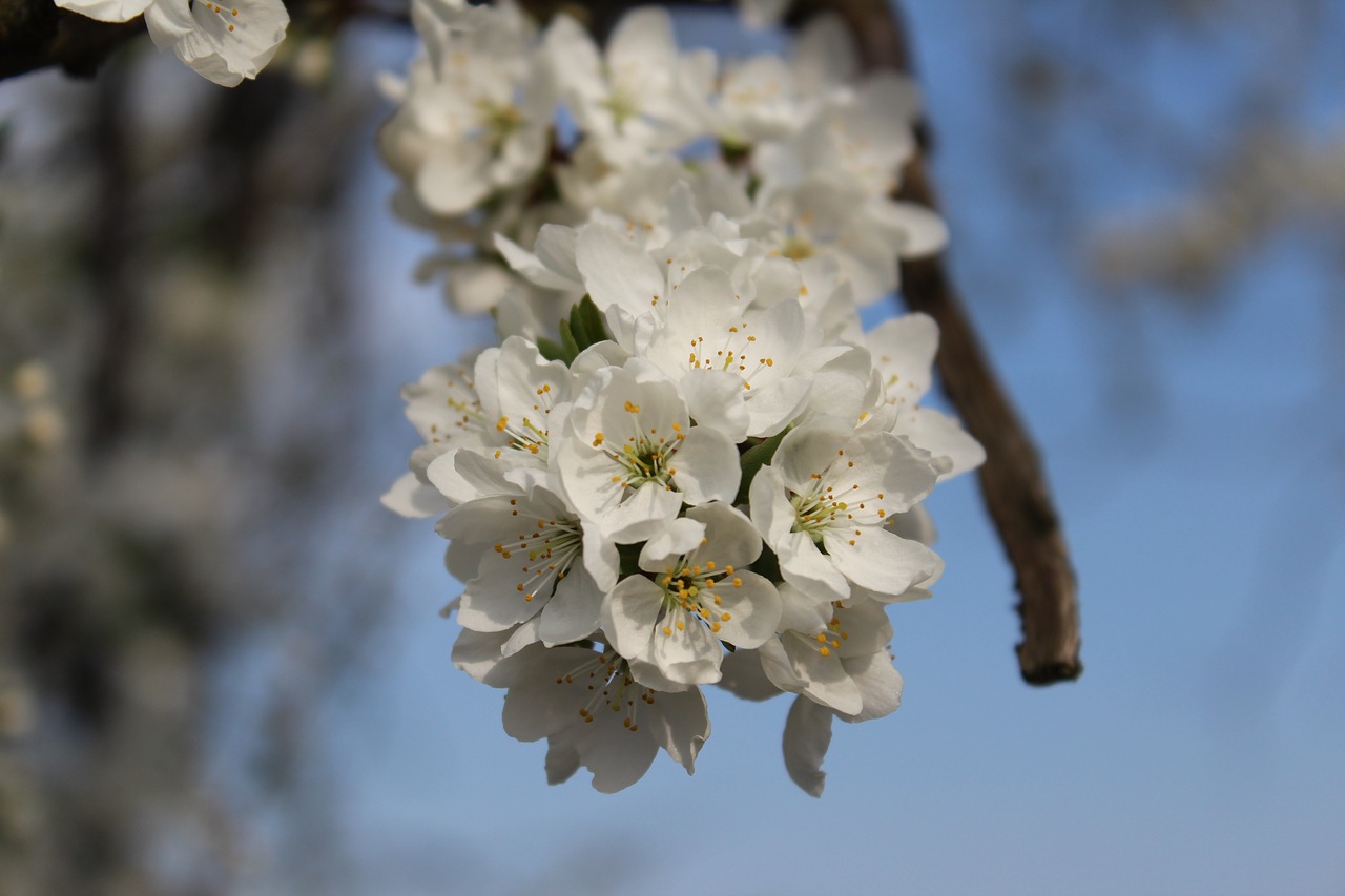 flower  tree  branch free photo