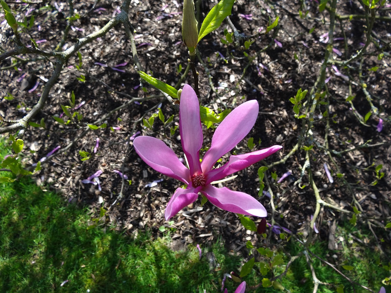 flower  nature  flora free photo