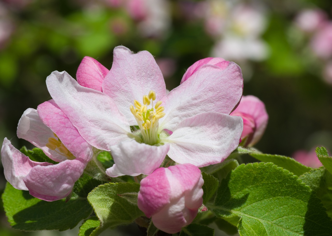 flower  nature  plant free photo