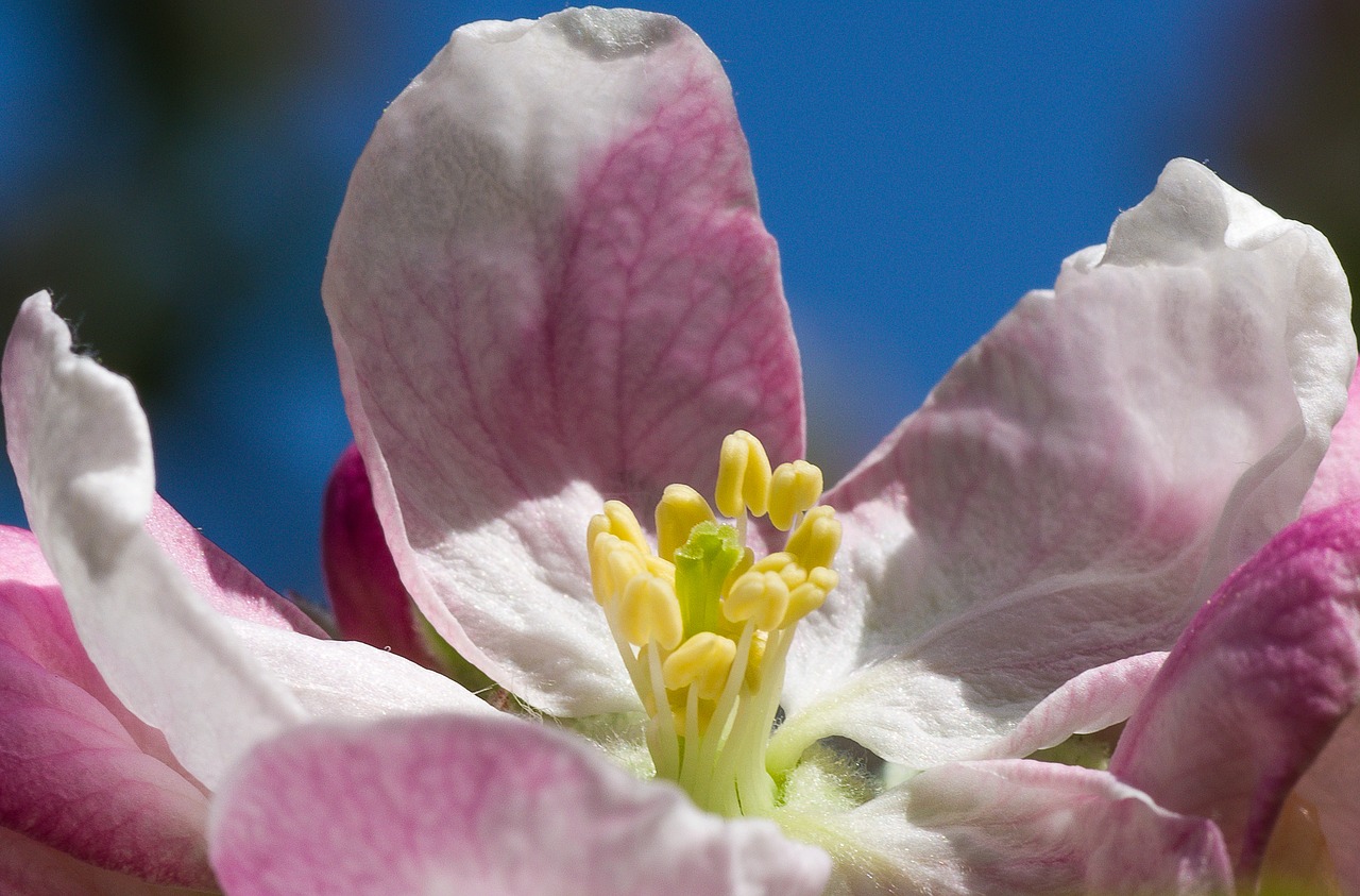 flower  nature  plant free photo