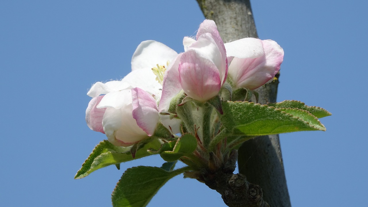 flower  nature  leaf free photo