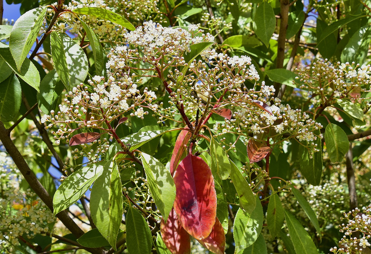 flower  tree  nature free photo