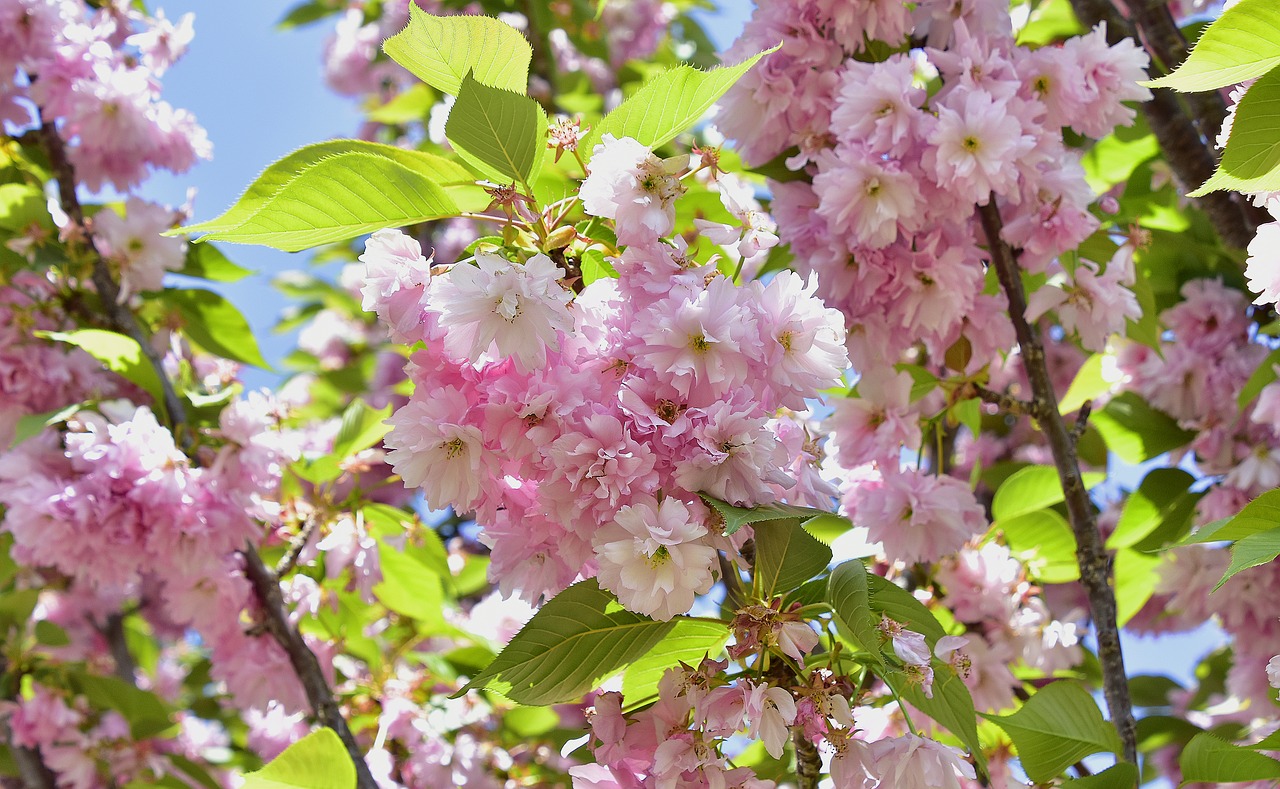 flower  tree  branch free photo