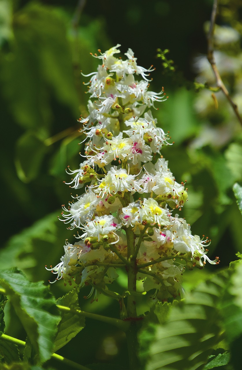 flower  nature  plant free photo