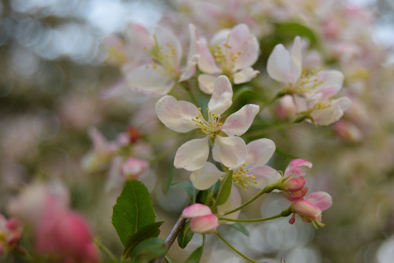 flower  white  apple blossom free photo