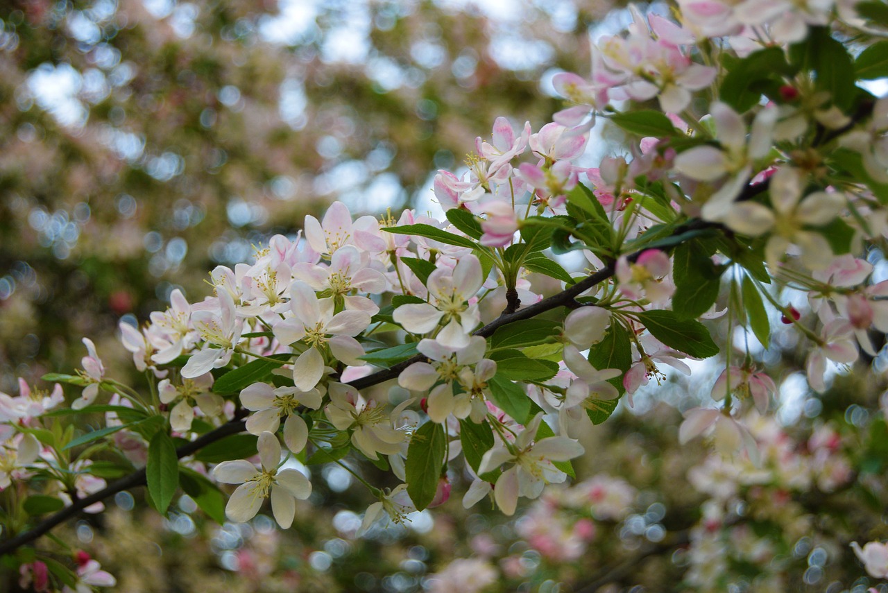 flower  apple blossom  apple blossom tree free photo