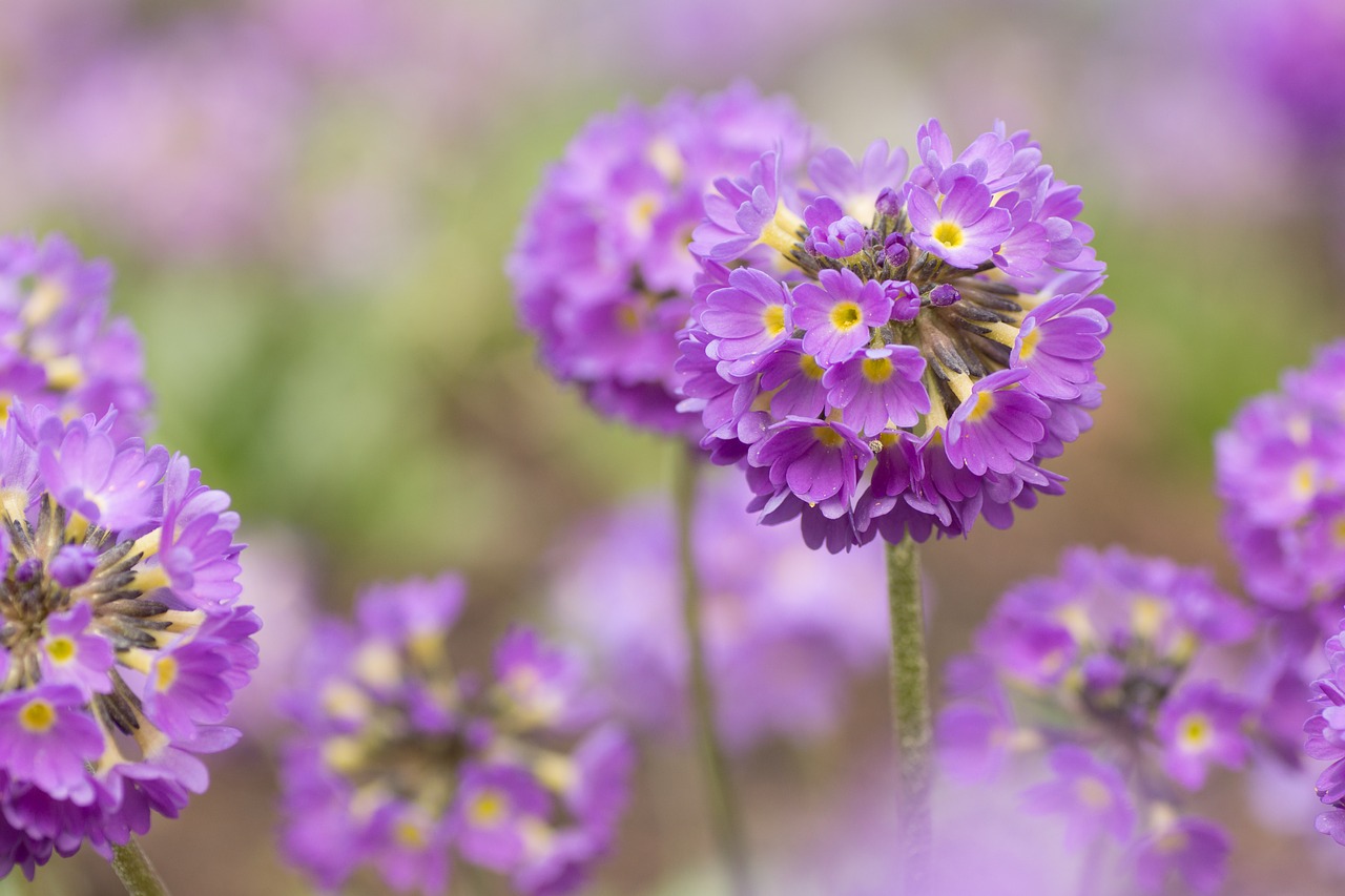 flower  plant  nature free photo