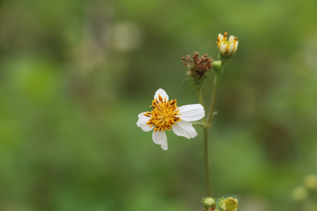 flower  the leaves free pictures free photo