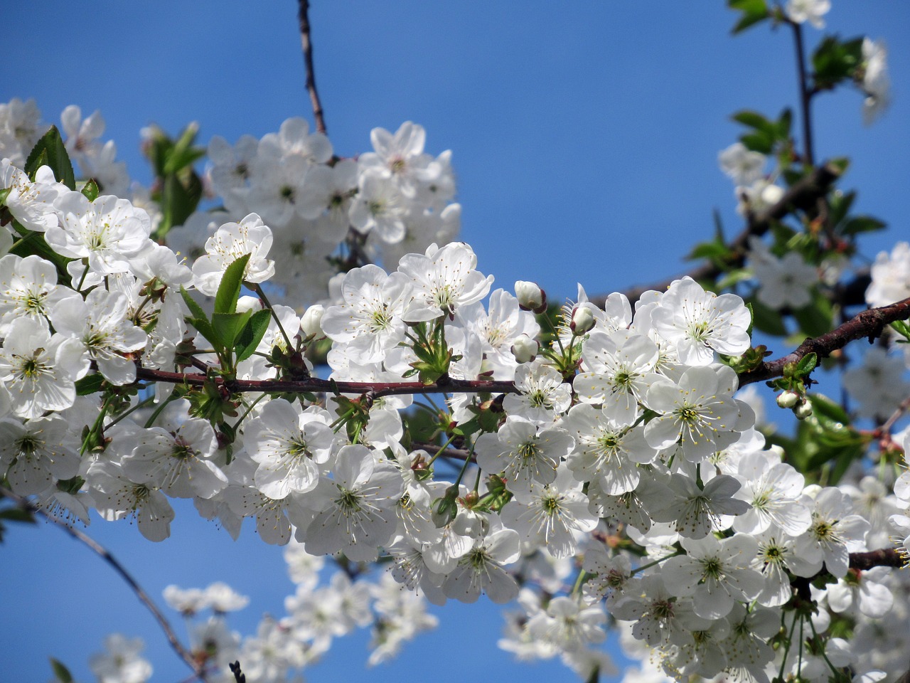 flower  sour cherry  branch free photo