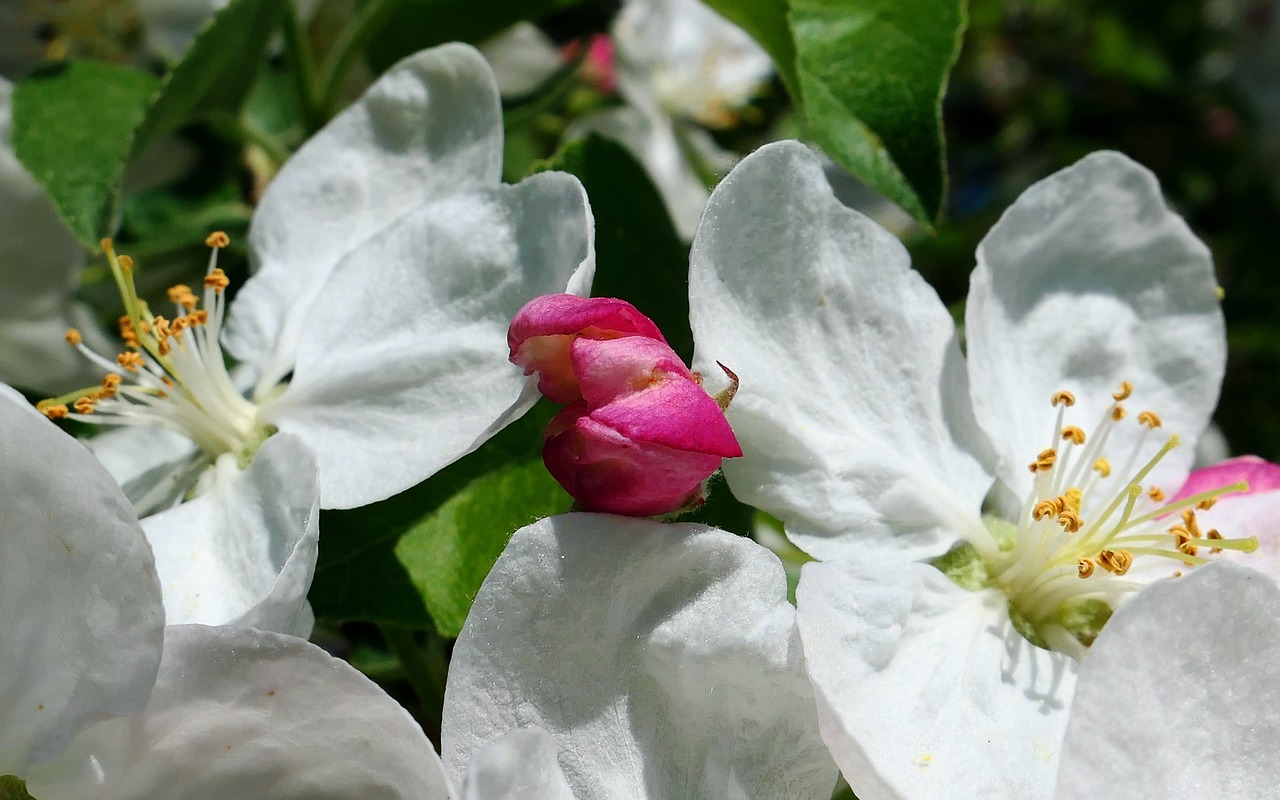 flower  nature  plant free photo