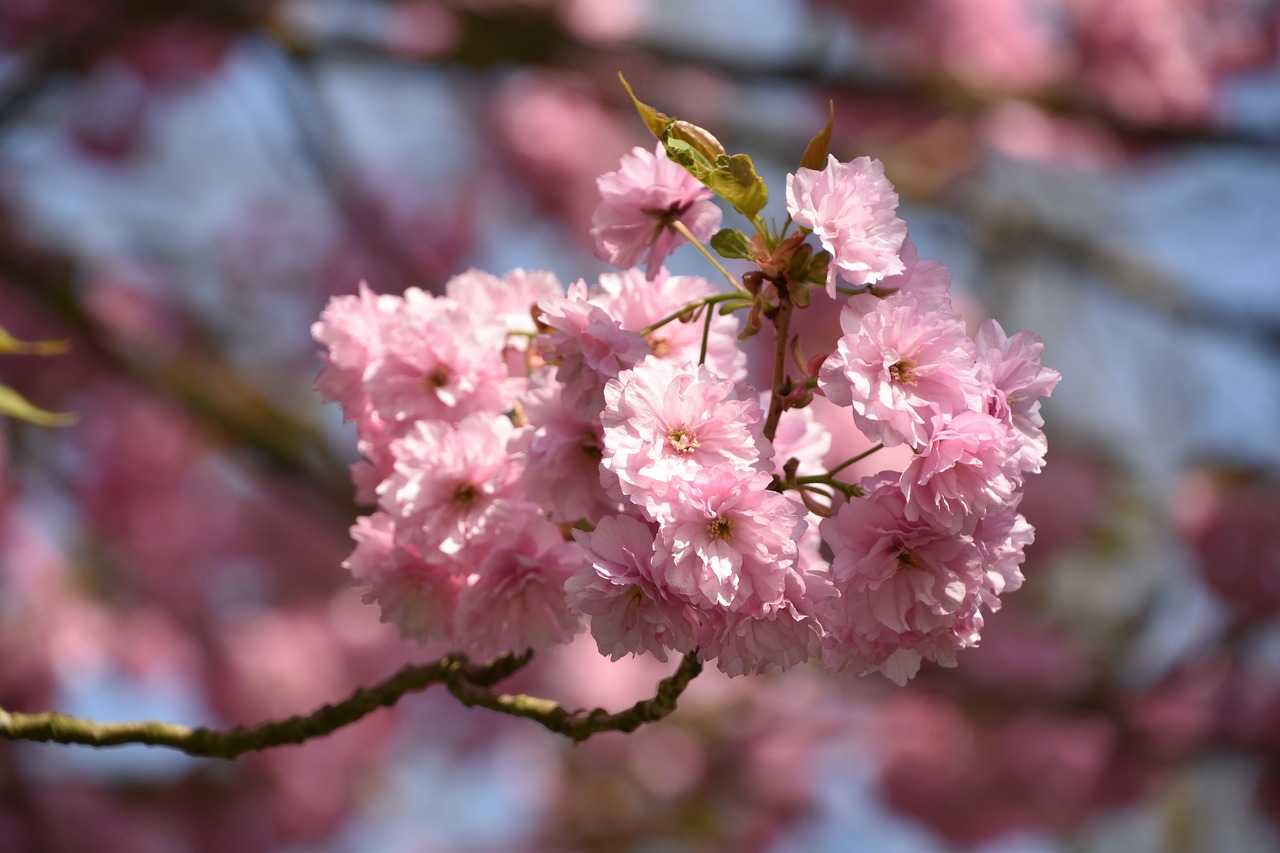 flower  cherry  branch free photo