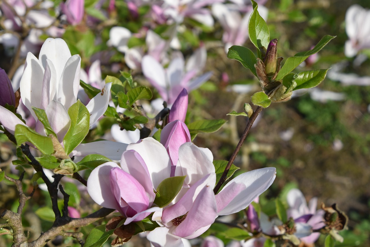 flower  nature  plant free photo