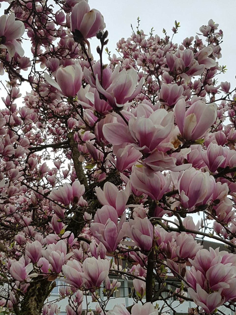 flower  magnolia  plant free photo