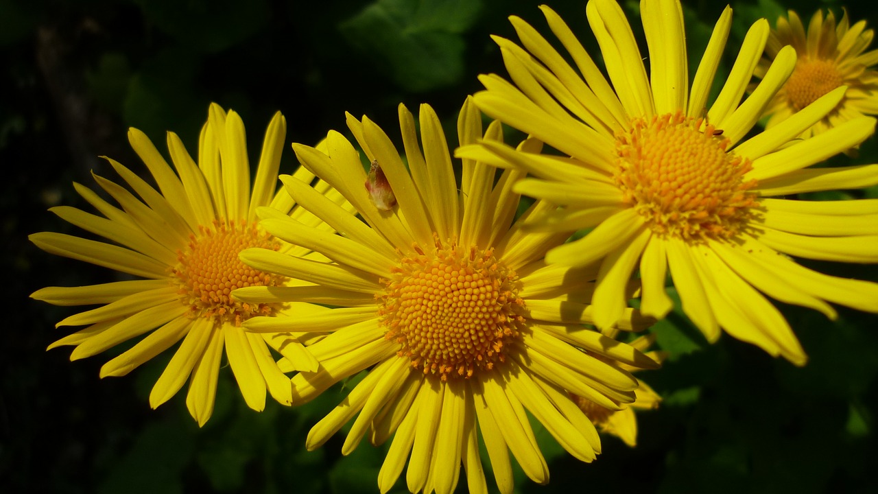 flower  garden  blossom free photo