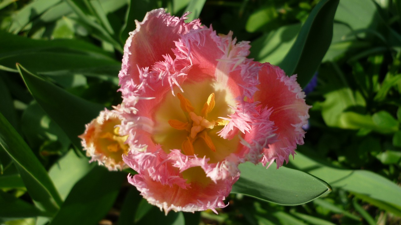 flower  tulip  blossom free photo