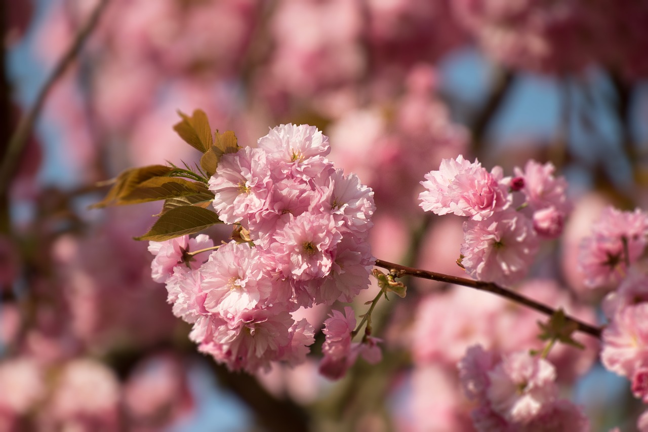 flower  cherry wood  branch free photo