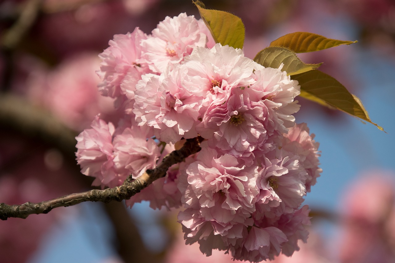 flower  nature  tree free photo