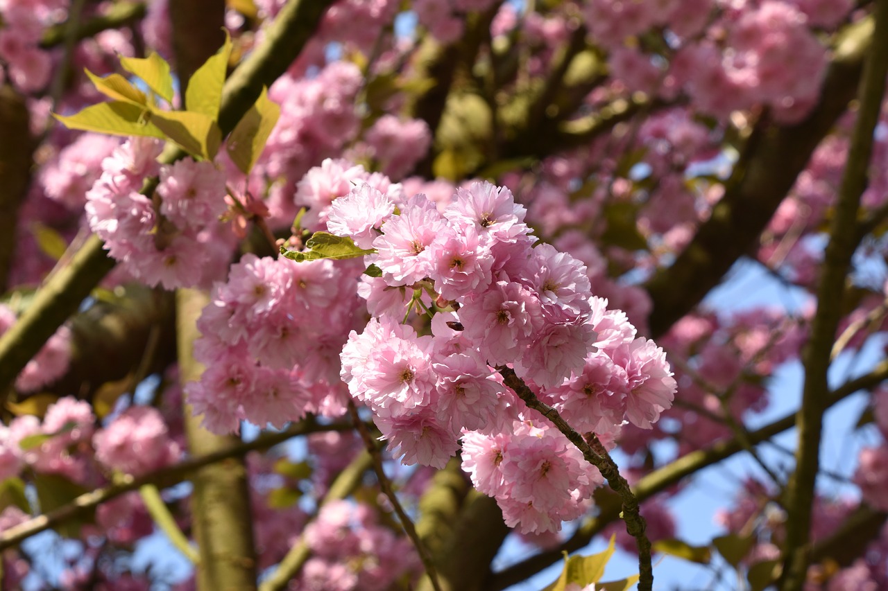 flower  tree  cherry free photo