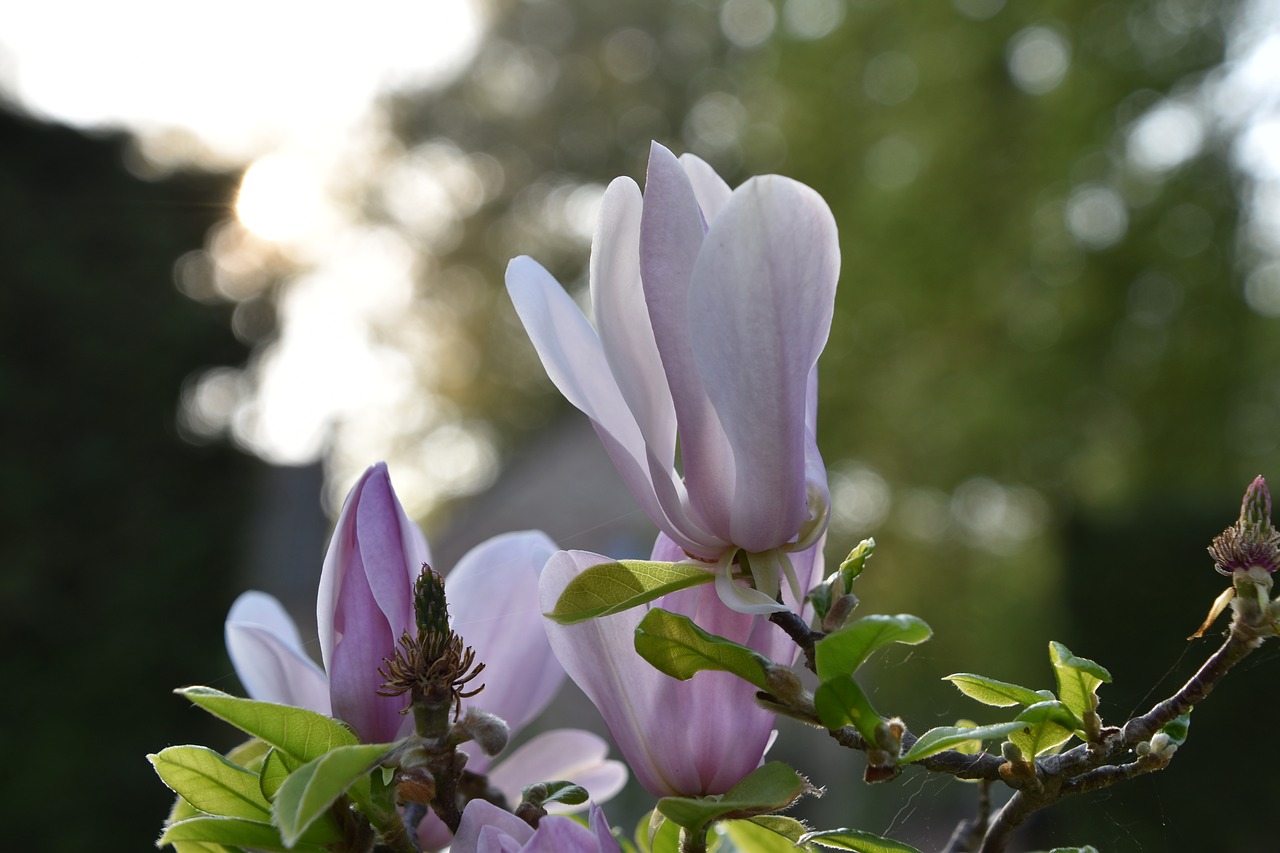 flower  plant  nature free photo