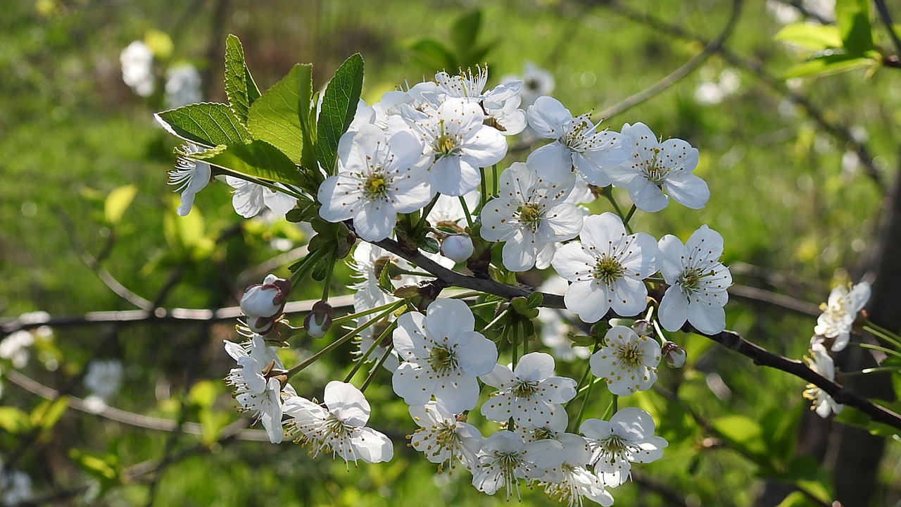 flower  nature  plant free photo