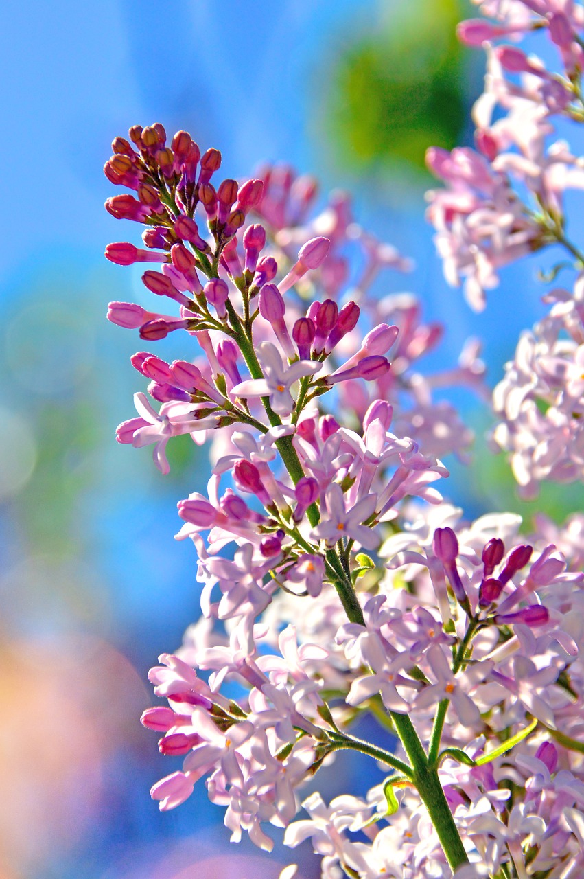 flower  plant  nature free photo