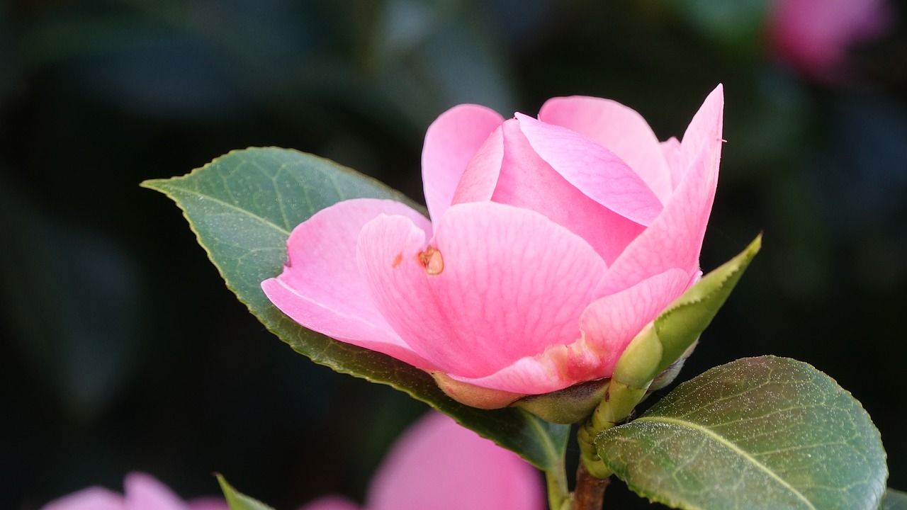 flower  plant  leaf free photo