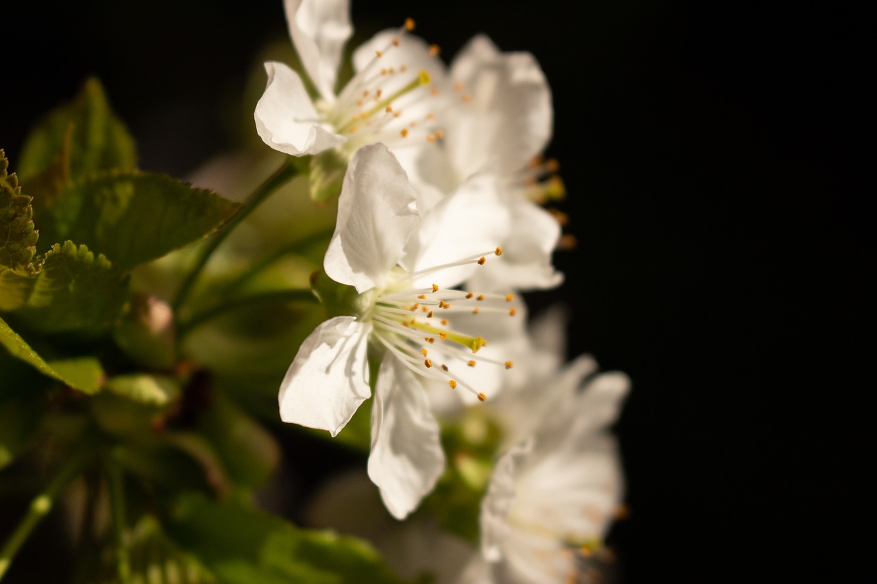 flower  nature  plant free photo