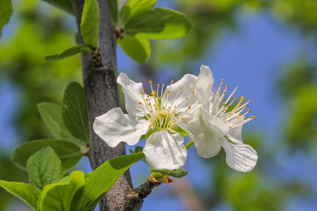 flower  nature  plum tree free photo